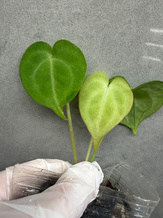 🌿Anthurium clarinervium *Delta Force