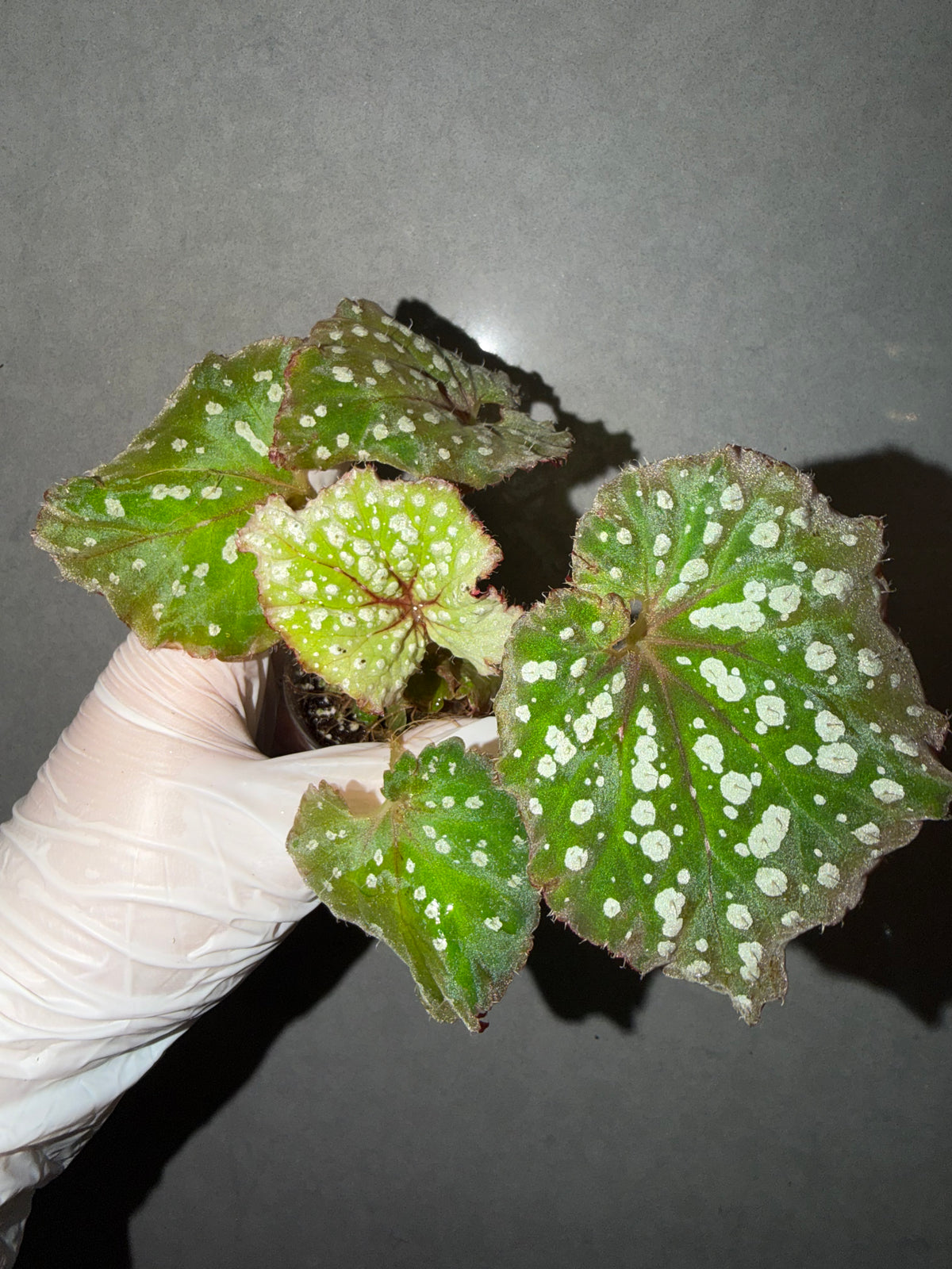 🌿Begonia Ryokuha