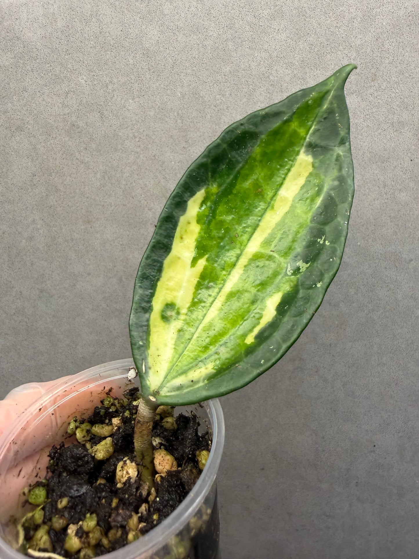 Macrophylla Inner Var
