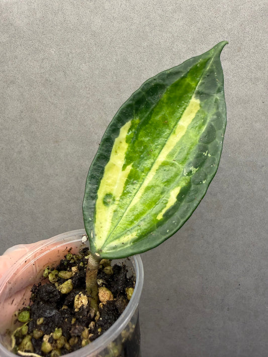 Macrophylla Inner Var