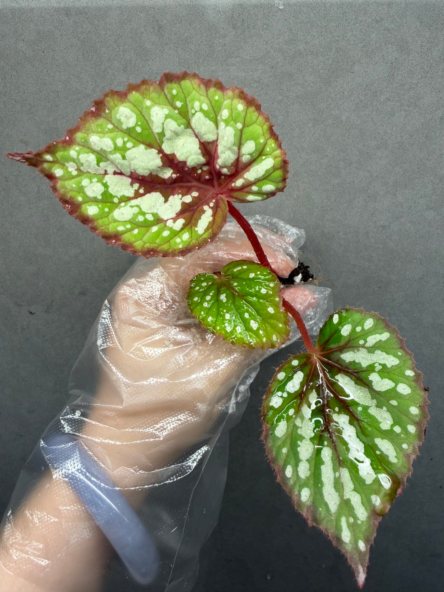 🍵 Begonia ‘Matcha Chocolate’
