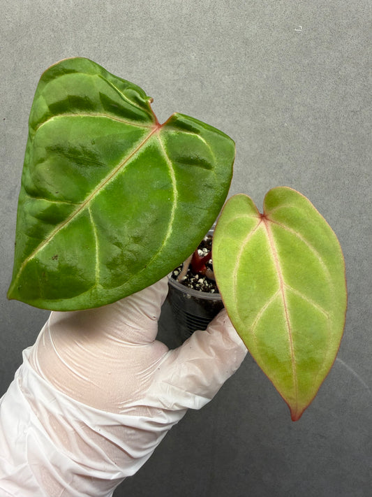 🌿 Anthurium Bvep × red Crystallinum * Kos
