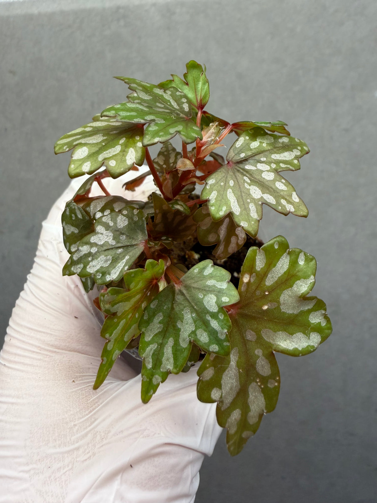 🌿 Begonia Dregei