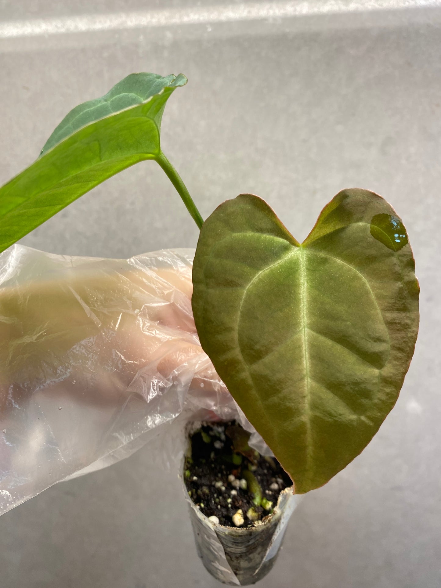 🌿 Anthurium magnificum × Papi