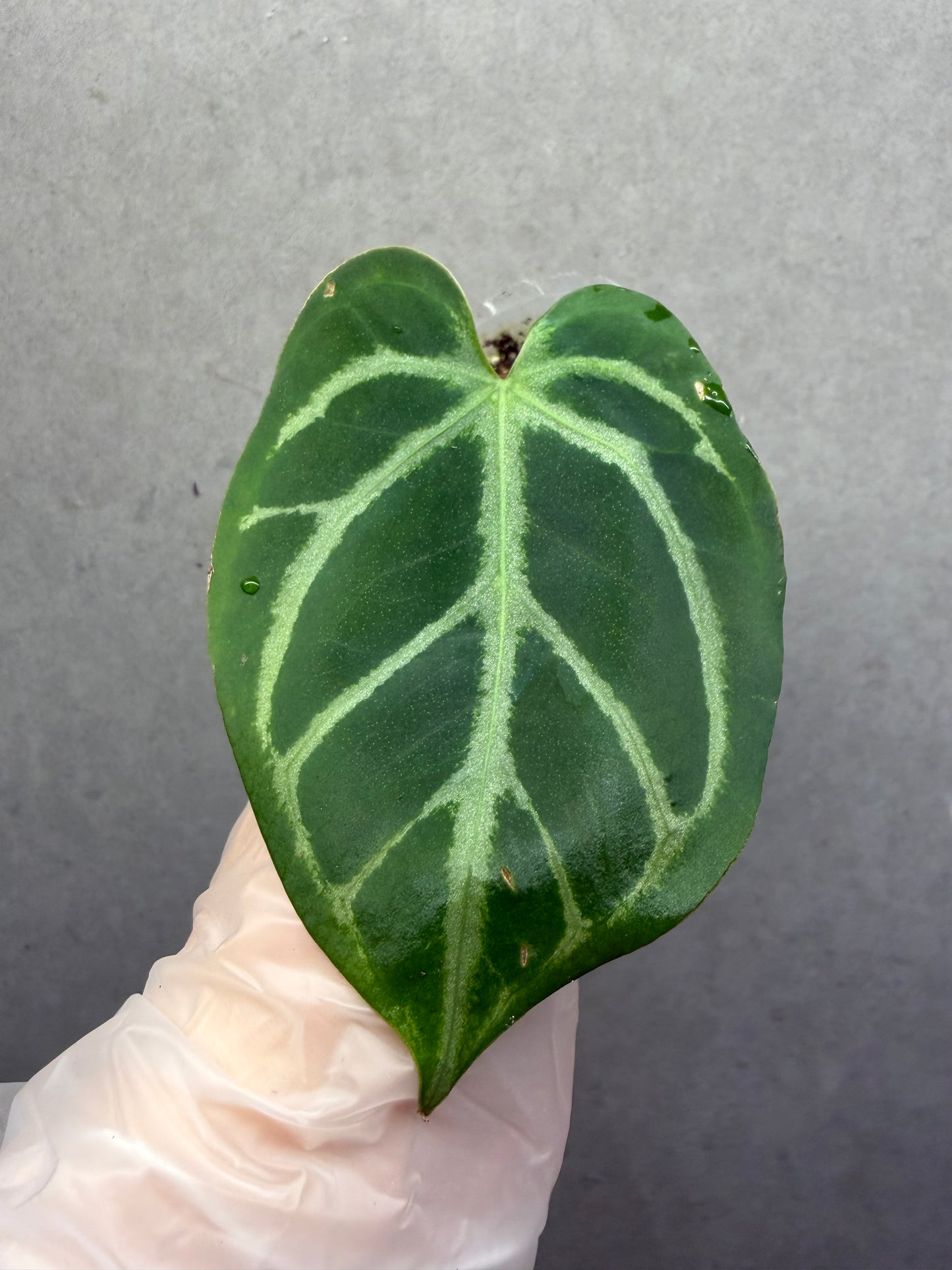 Anthurium Magnificum*Black Crystallinum