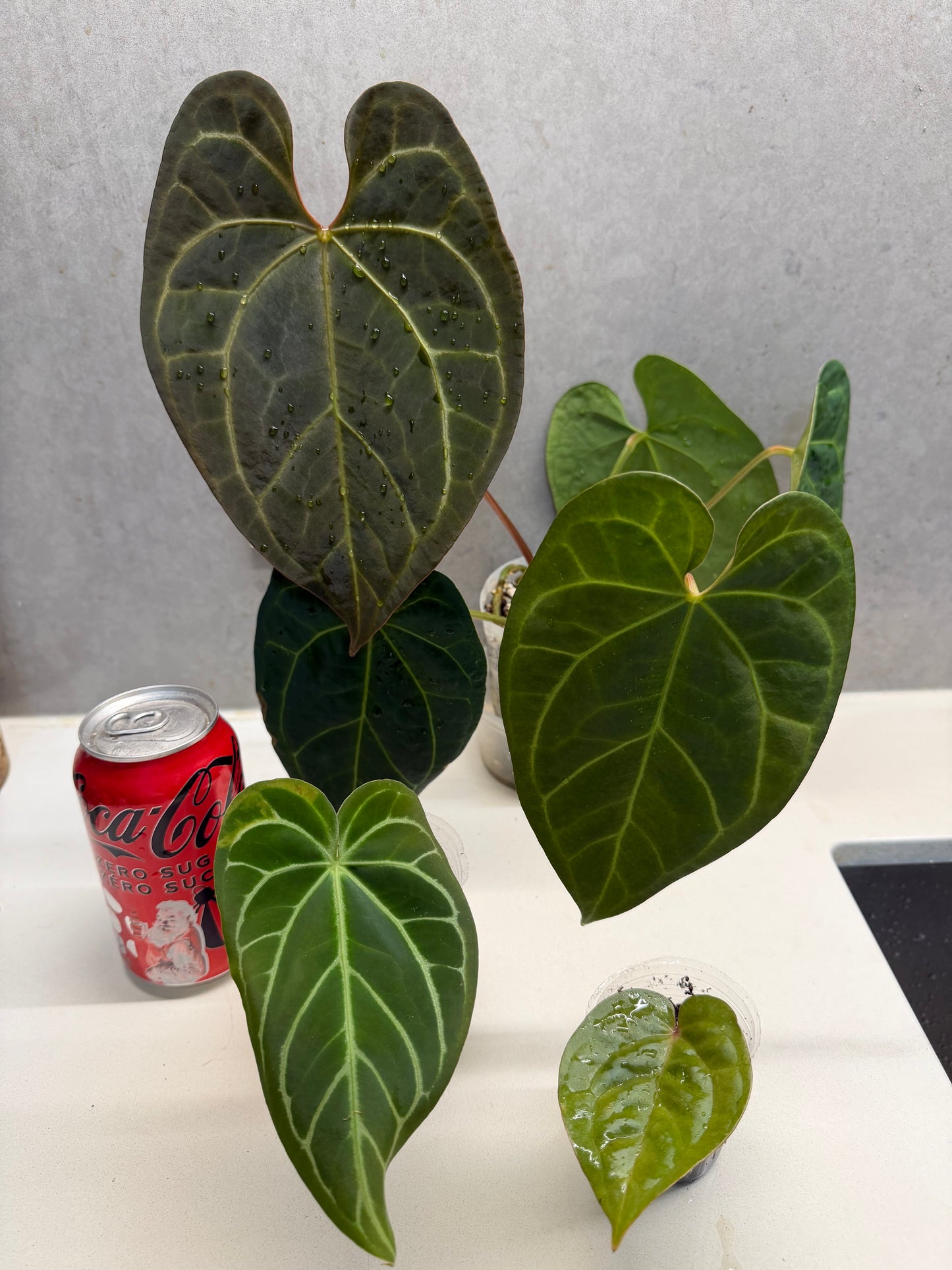 AOS * magnificum (very big)+Crystallinum hybrid +Lux hybrid