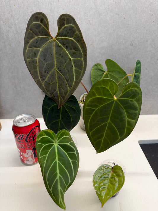 AOS * magnificum (very big)+Crystallinum hybrid +Lux hybrid