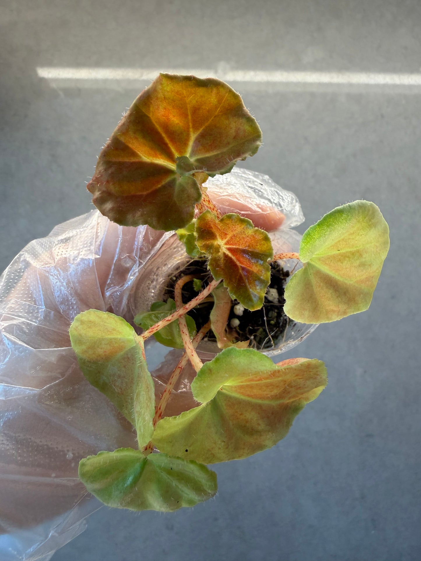🌿Begonia ’Hoozukimaru‘❤️