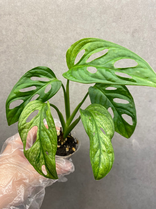 🌿 Monstera Adansonii 'White Monster'