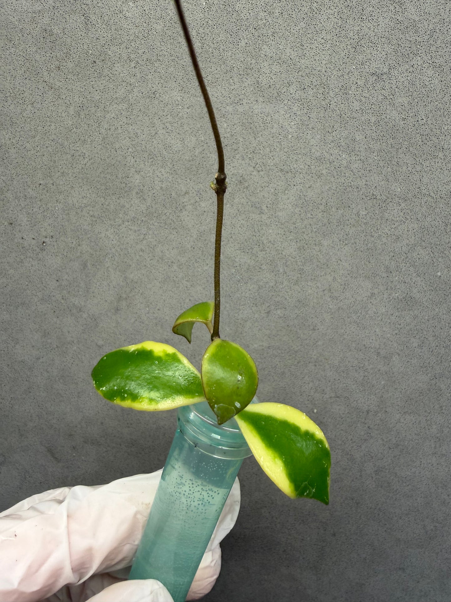 🌿Hoya Bakoensis Var.