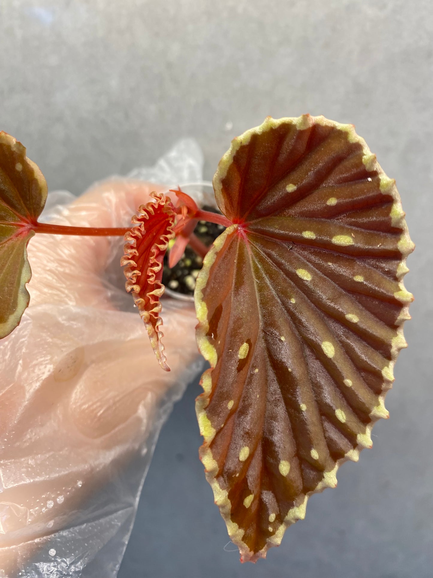 🌿 Begonia darthvaderiana