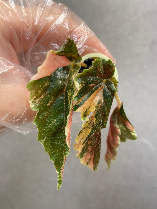 ✨ Begonia ‘Ginny Galaxy’ variegated