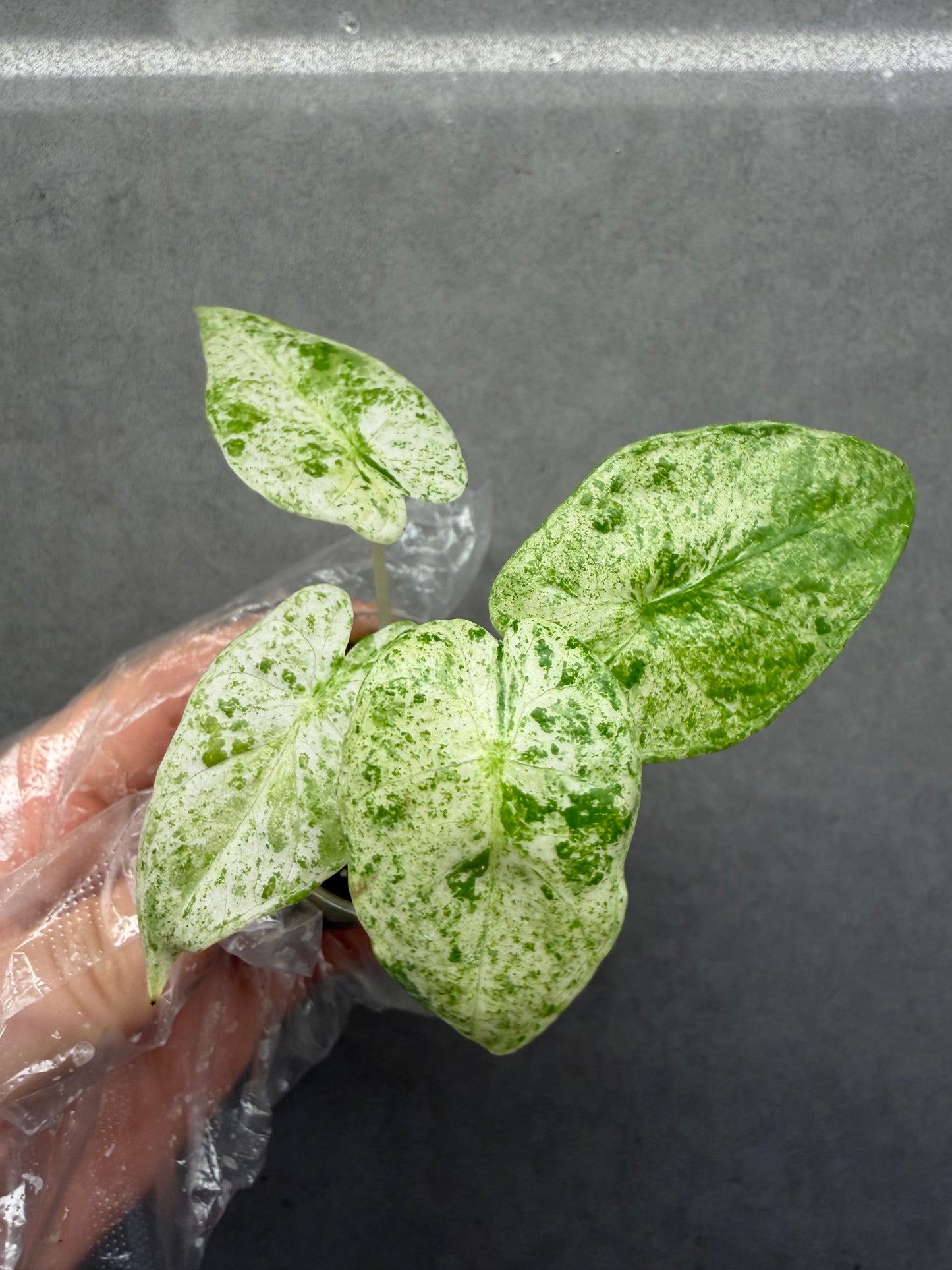 Alocasia odora ‘Batik’ Variegated