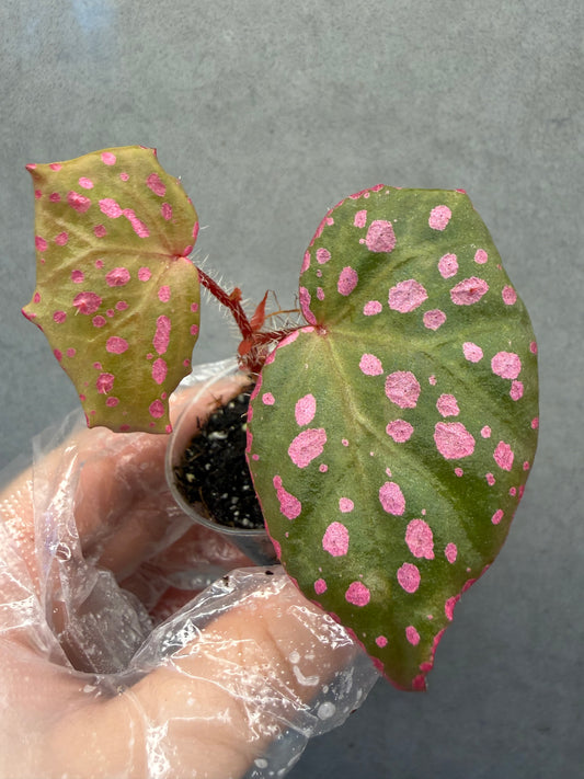 🌸Begonia Muara wahau