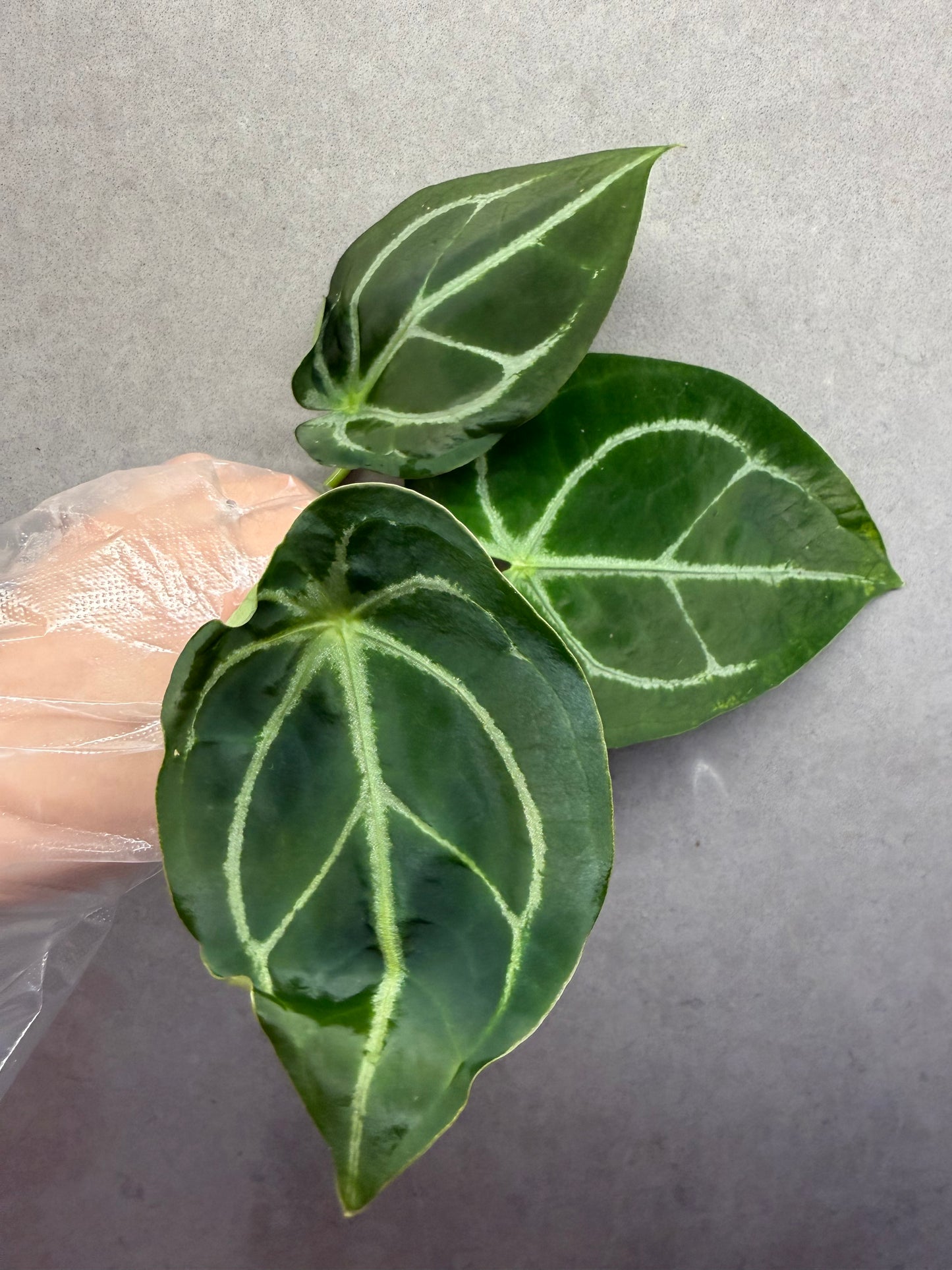 🌿Anthurium Forgetii * Crystallinum