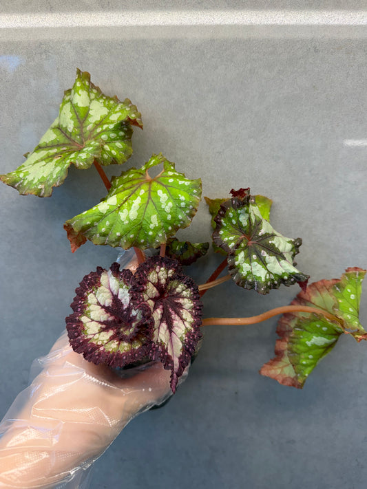 🌿Begonia ‘Carnival’