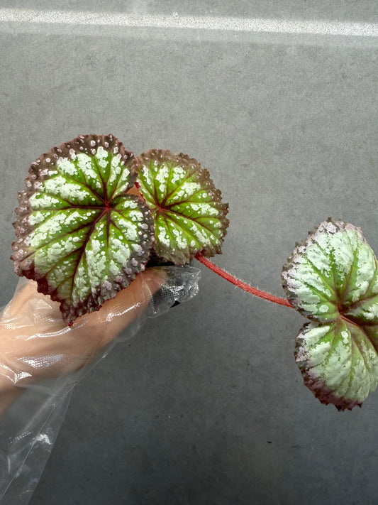 🌿Begonia Fireworks