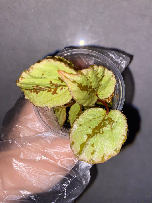 🌿 Begonia aketajawensis (Green)