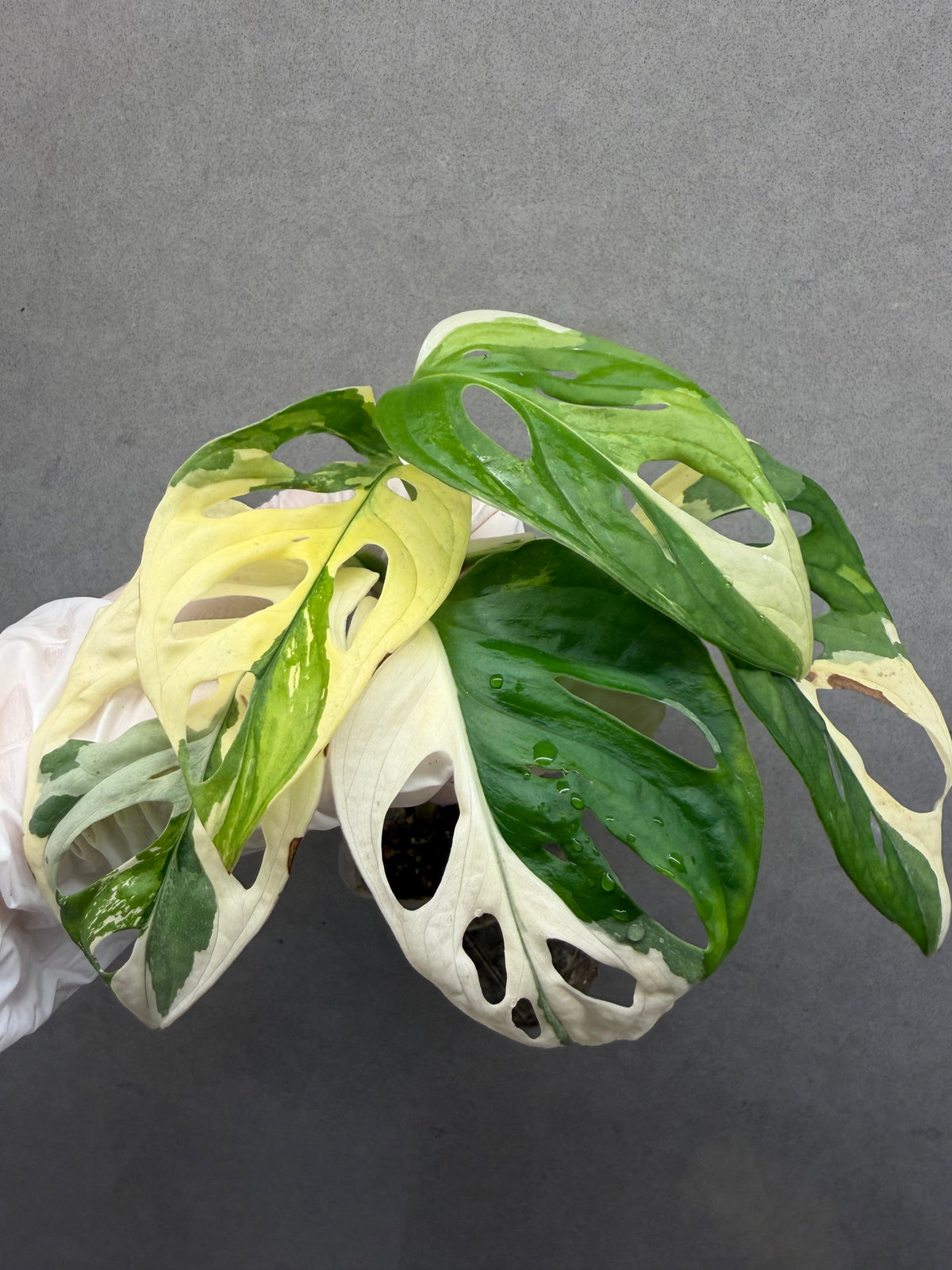 🌿 Monstera adansonii 'Albo Variegated'
