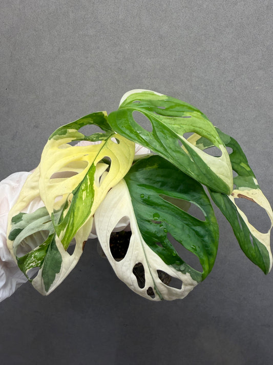 🌿 Monstera adansonii 'Albo Variegated'