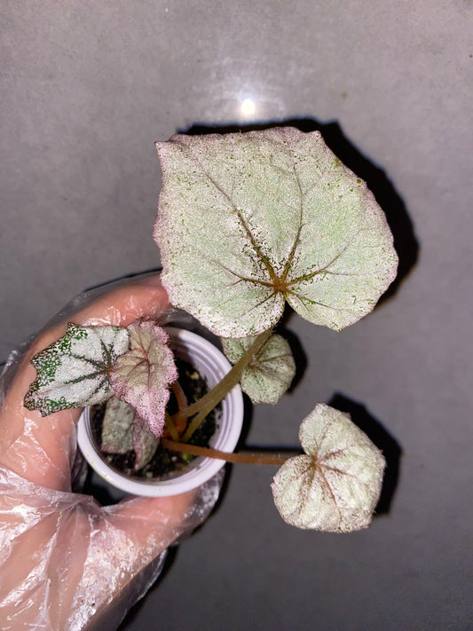 🌿 Begonia 'Margaret'