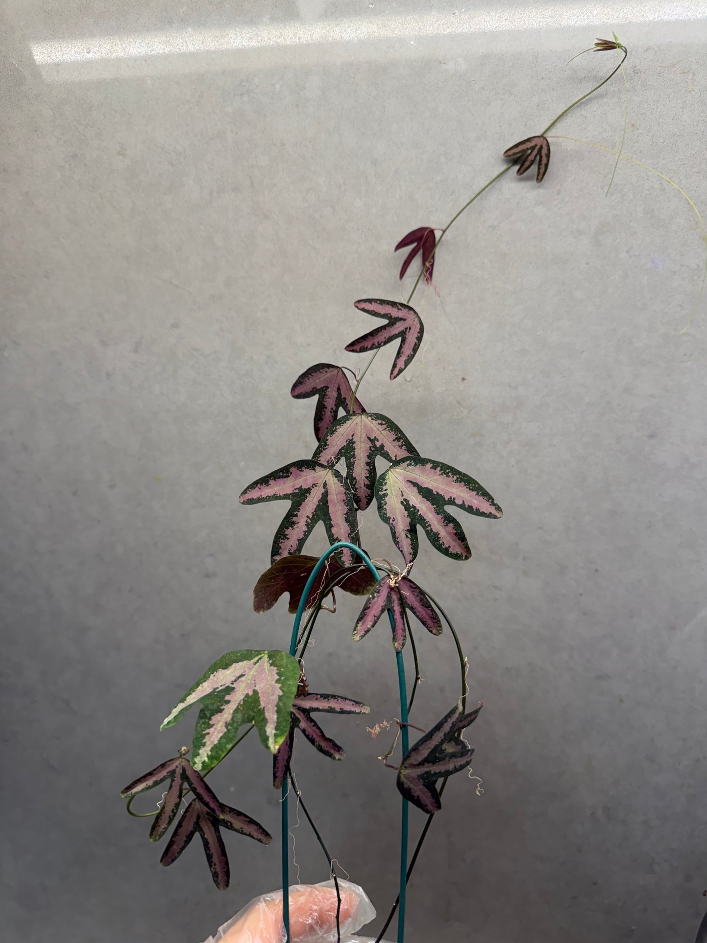 Passiflora trifasciata