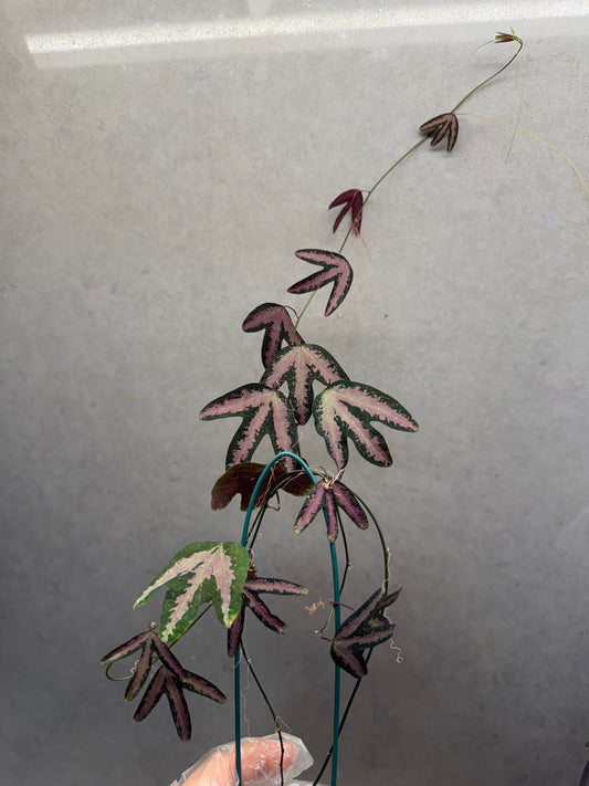Passiflora trifasciata