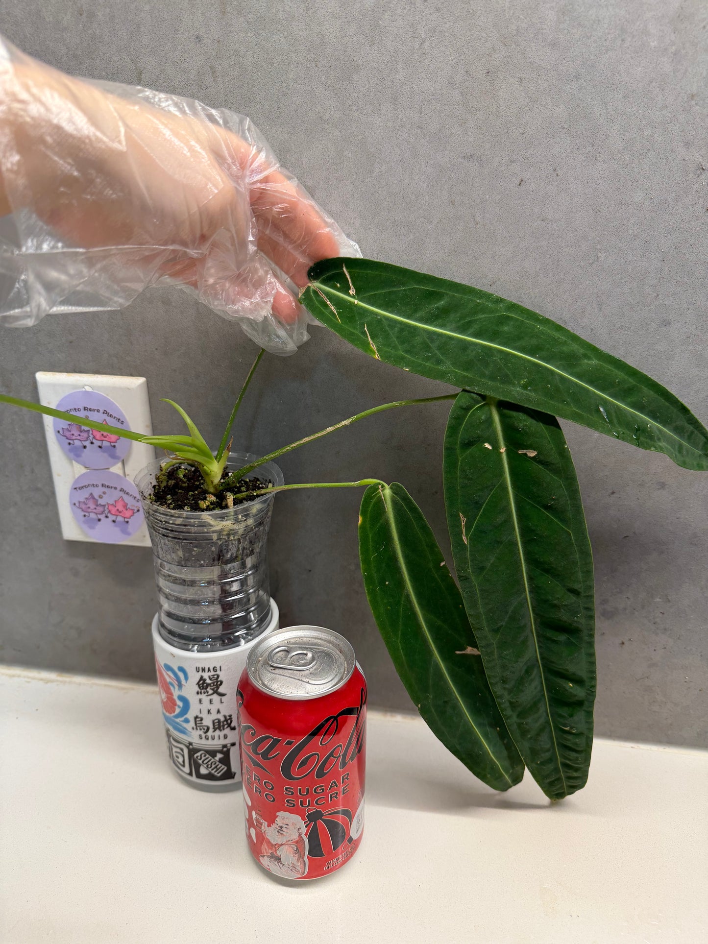 🌿 Anthurium warocqueanum