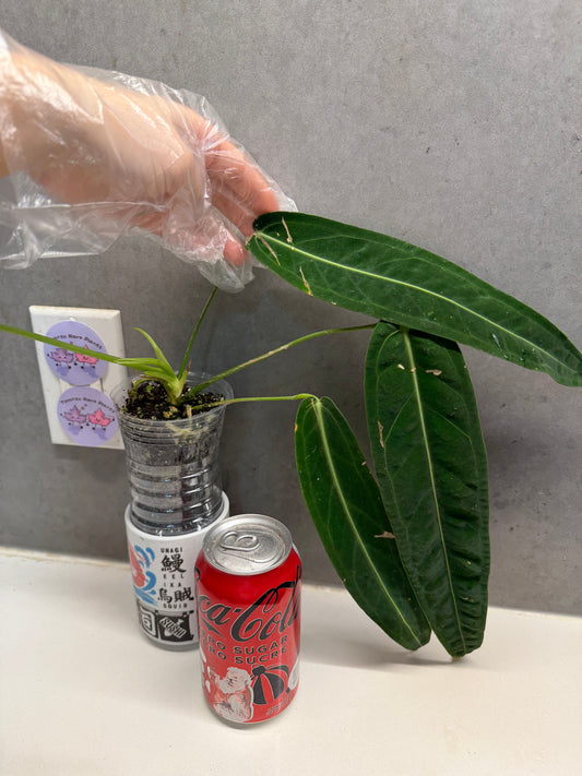 🌿 Anthurium warocqueanum