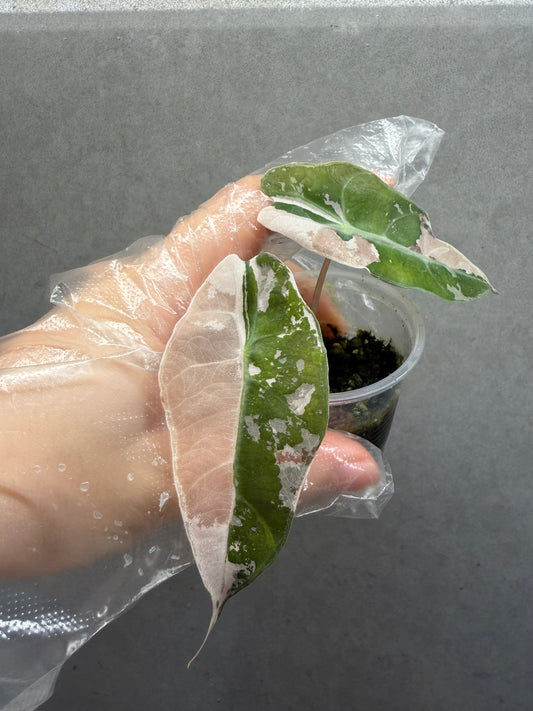 Alocasia ‘Amazonica’ Pink Variegated