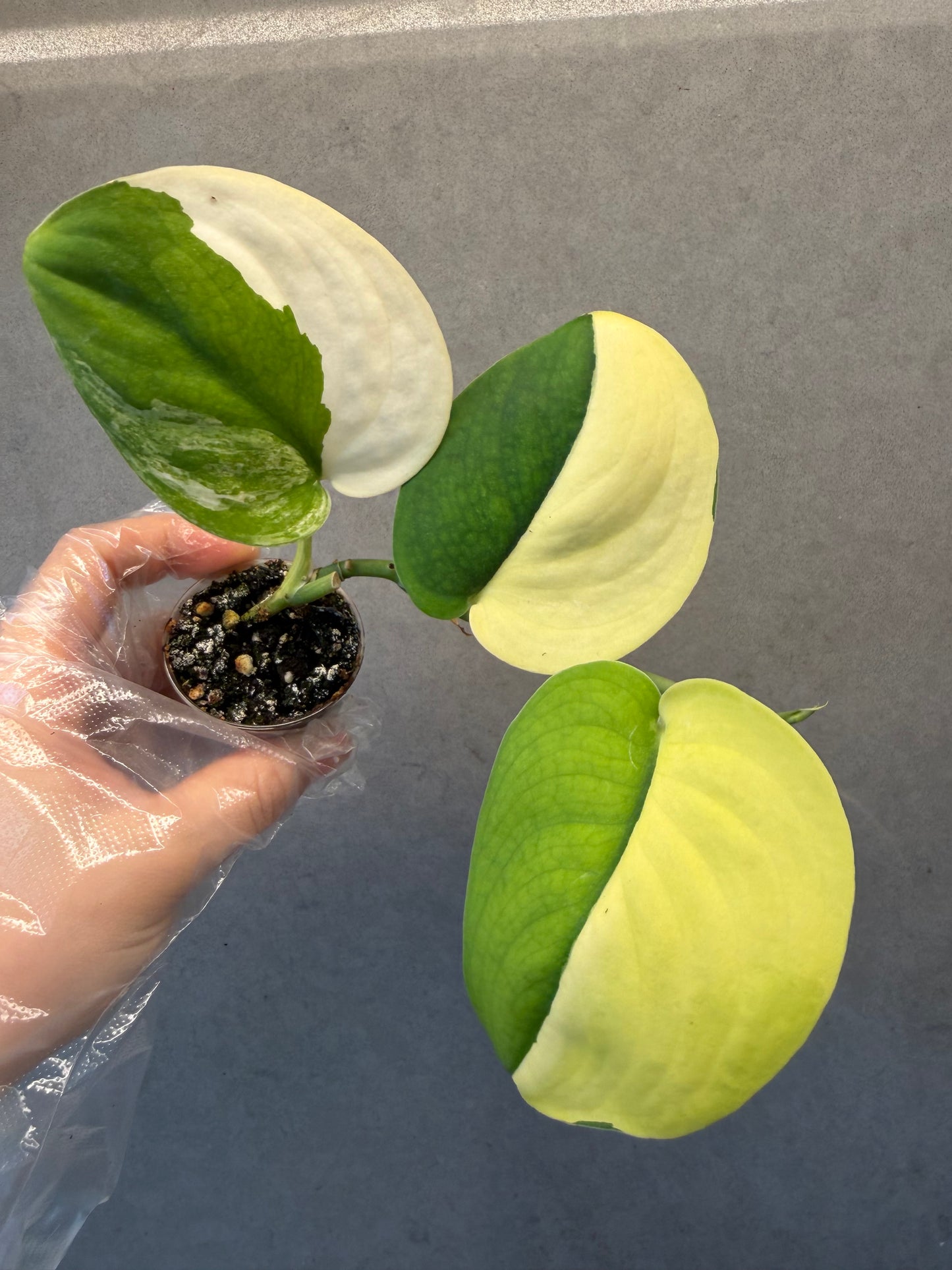 🌿Scindapsus Jade Satin Variegated
