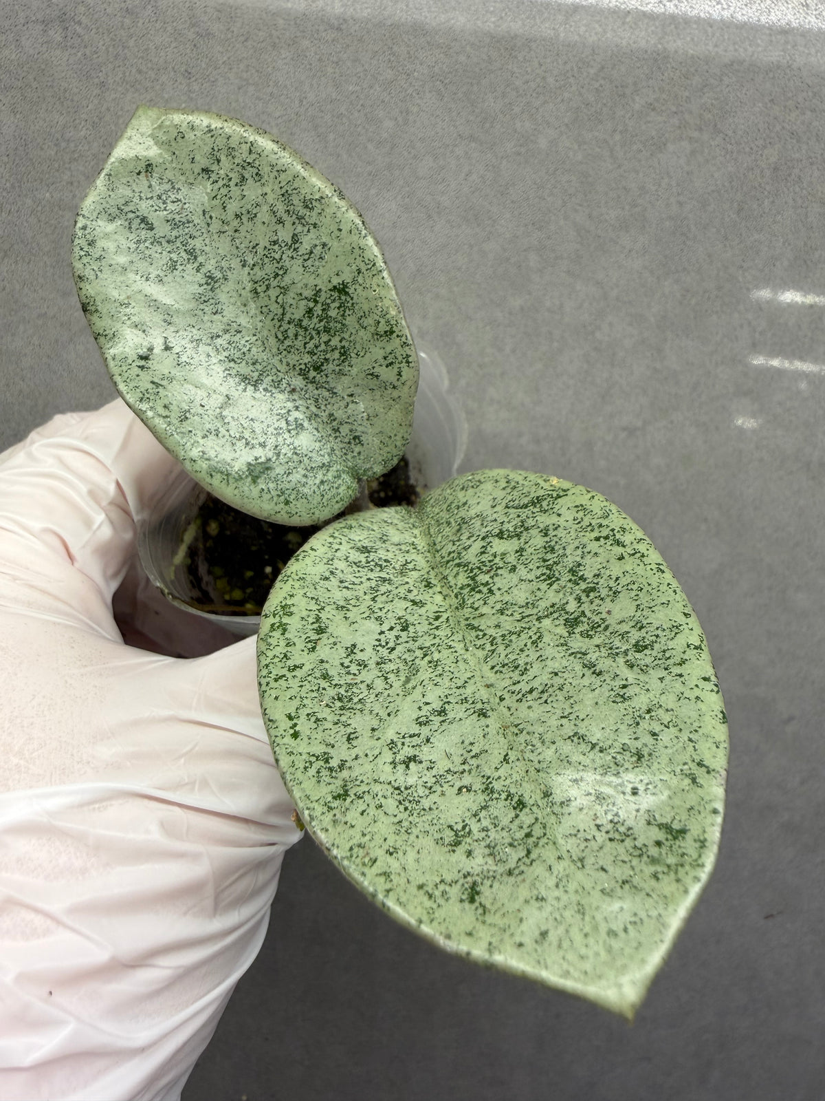 🌿Hoya Argentea Princess- revert variegated