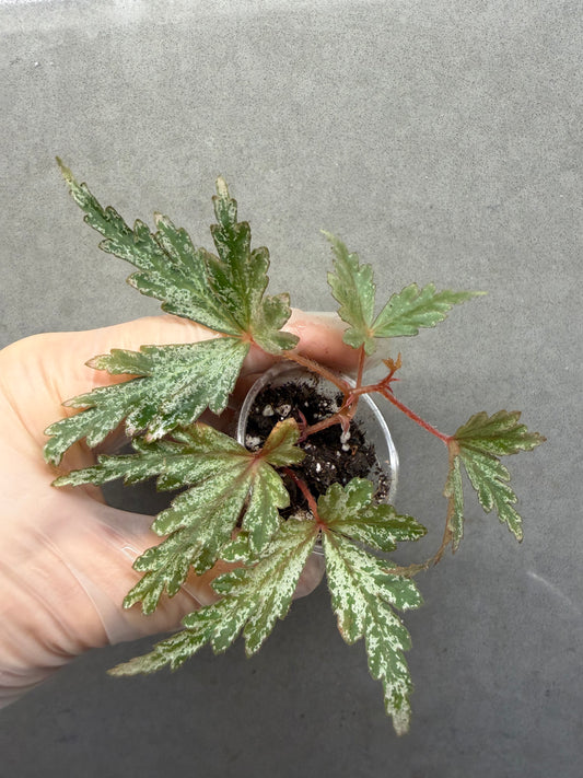 🌿Begonia polilloensis x rajah