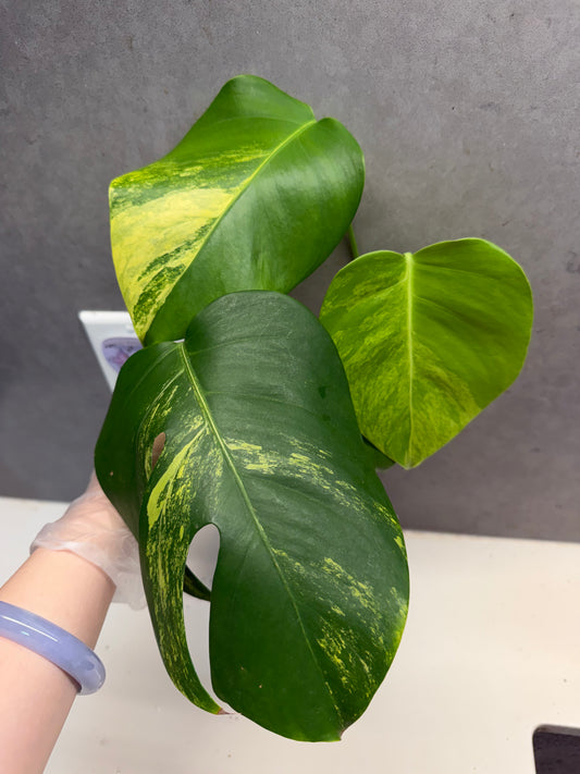🌿Monstera Aurea（3 leaves）