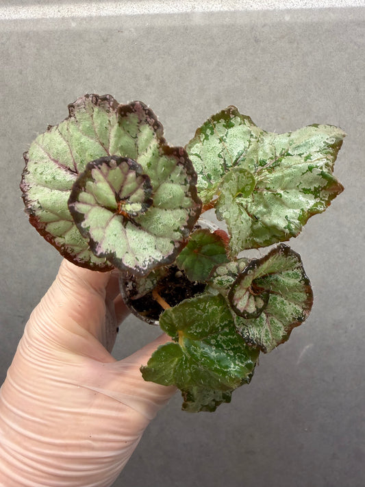🌿 Begonia ‘DS Amor Amor’
