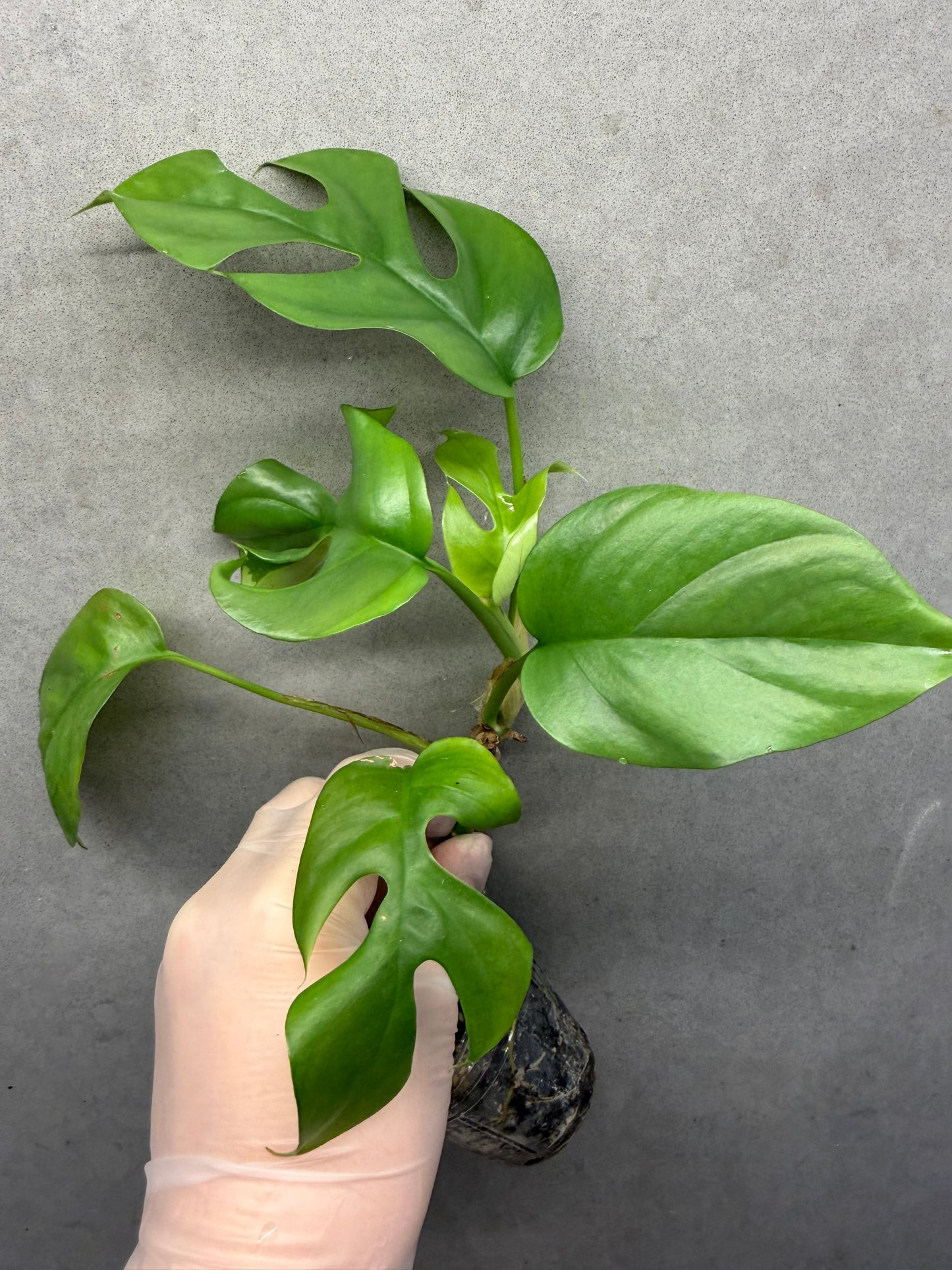 🌿Rhaphidophora tetrasperma