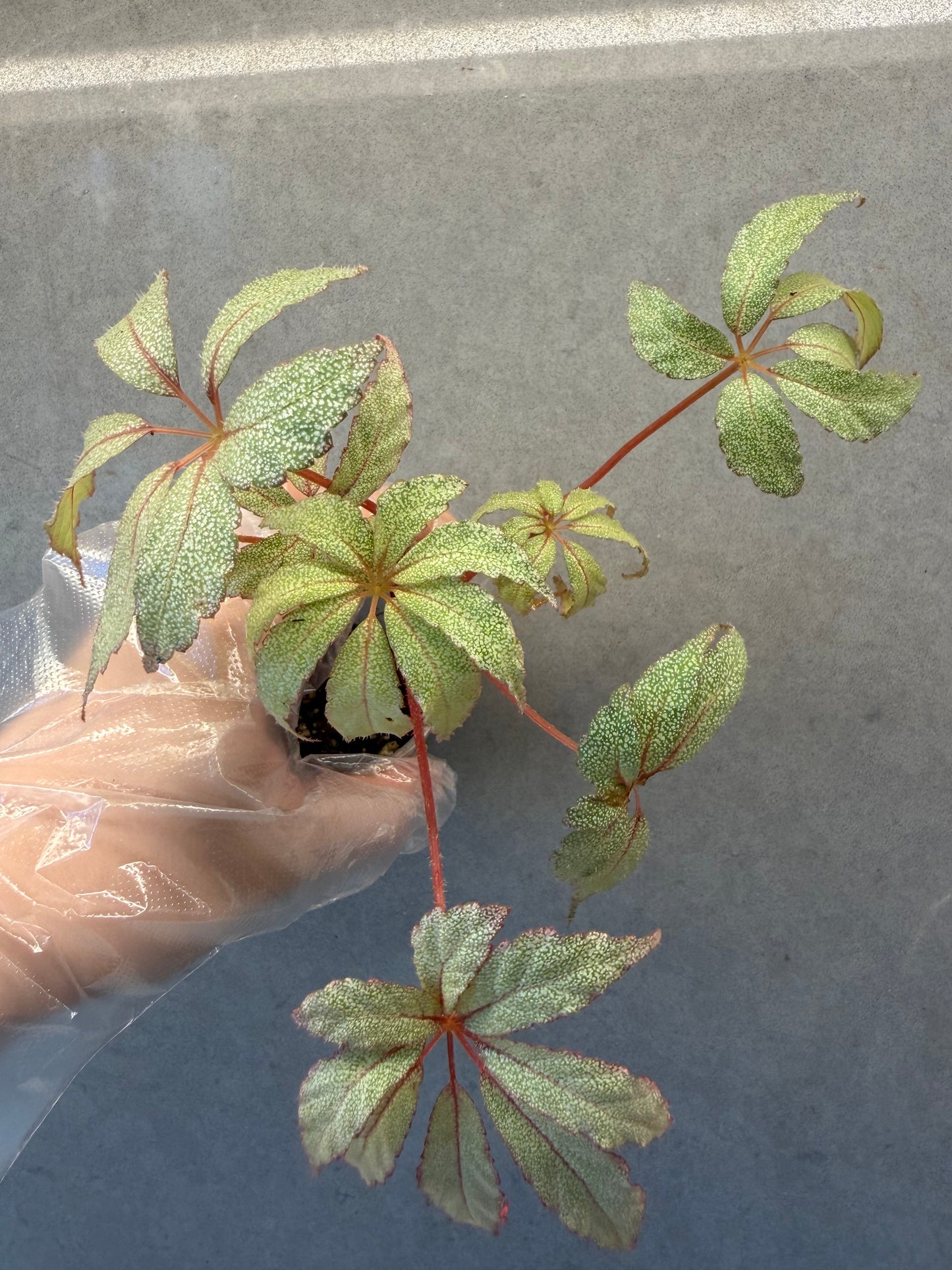 Begonia ‘Frost Star’ ✨