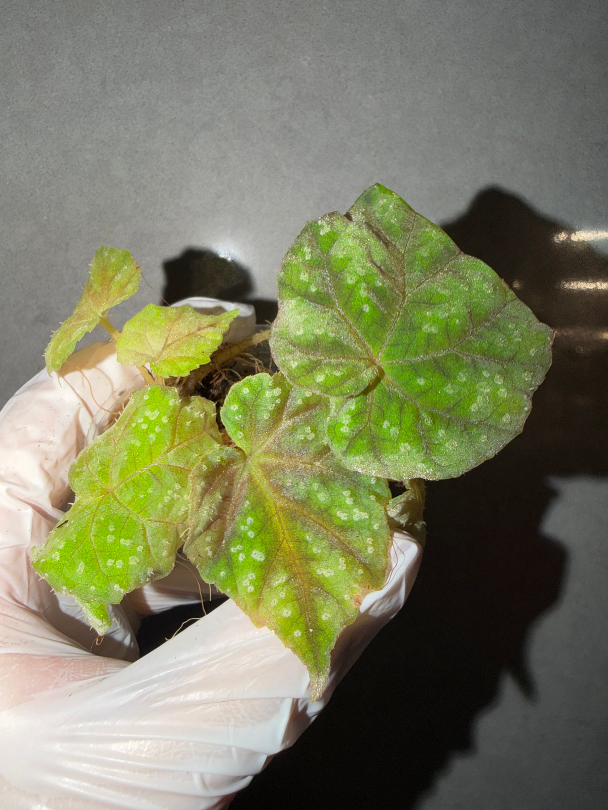 🌿Begonia pseudoedulis