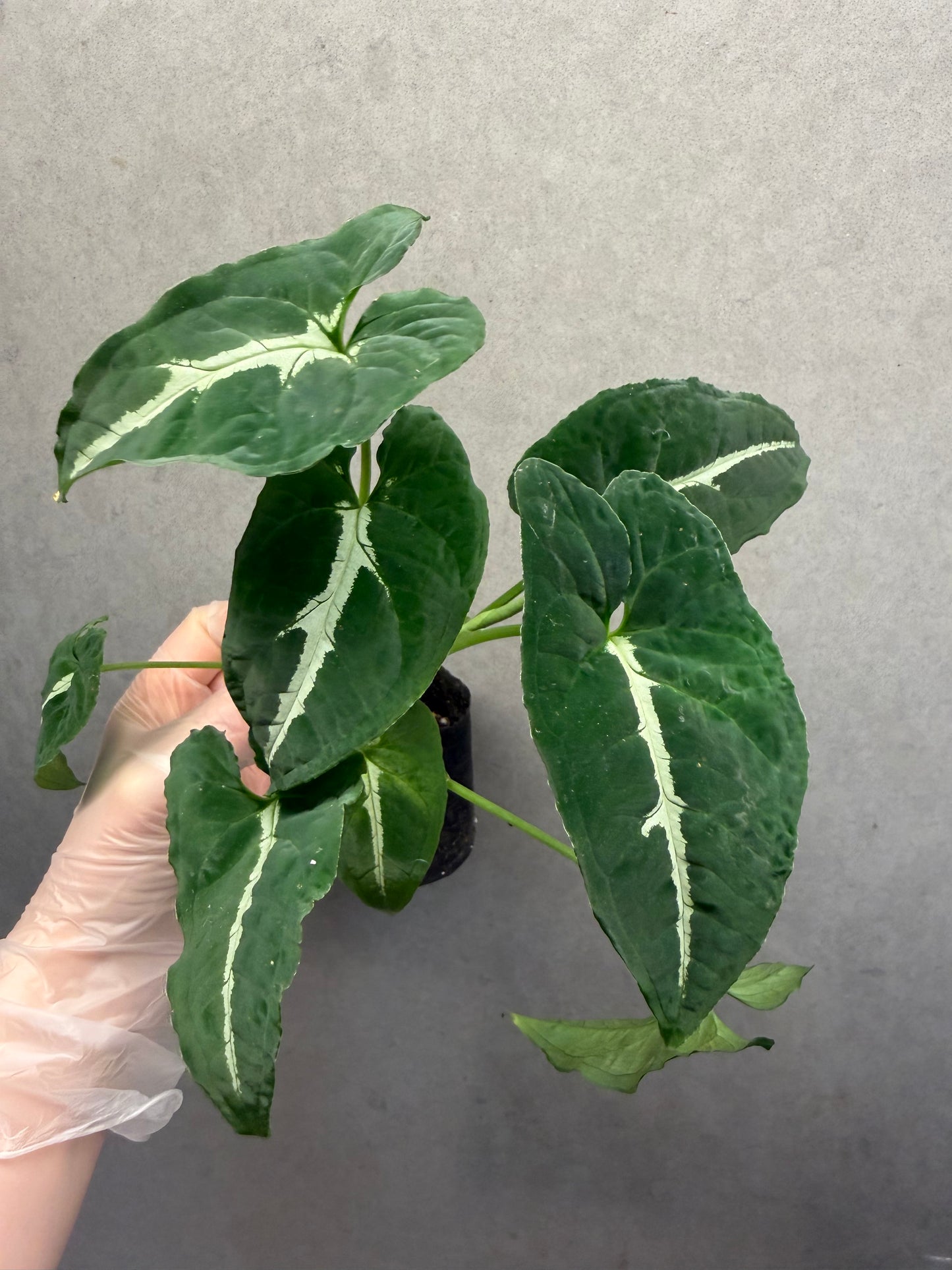 🌿Syngonium wendlandii