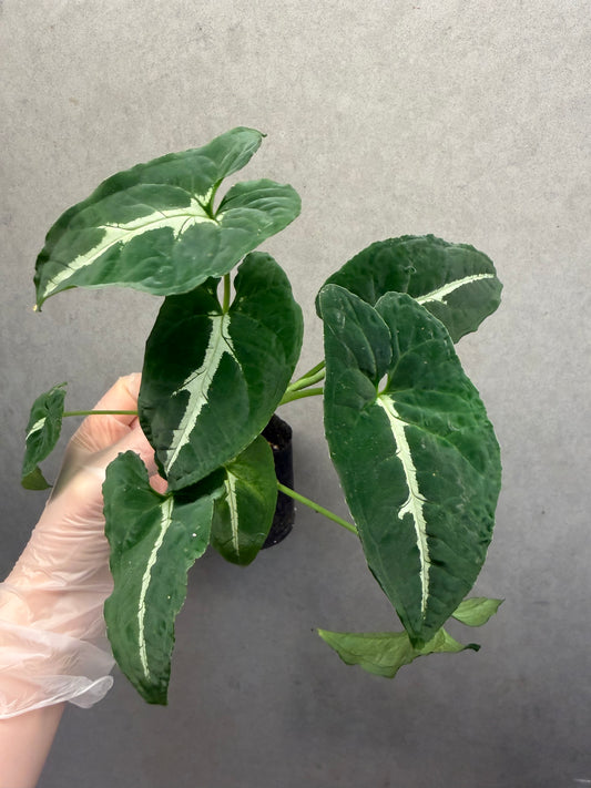 🌿Syngonium wendlandii