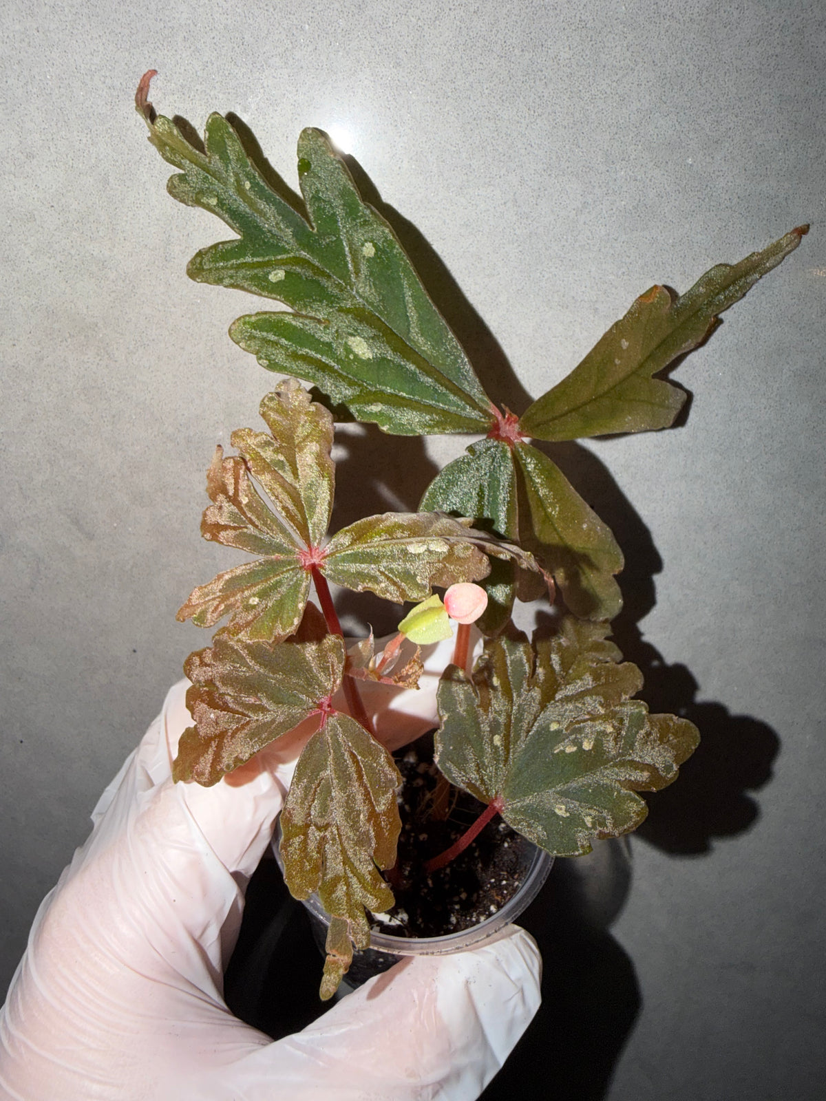 🌿Begonia  polilloensis Hybrid 🦚✨