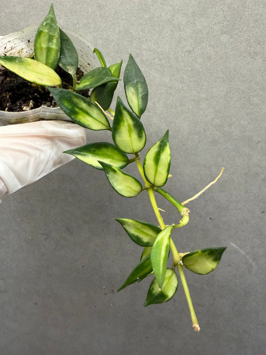 🌿Hoya Lacunosa Var.