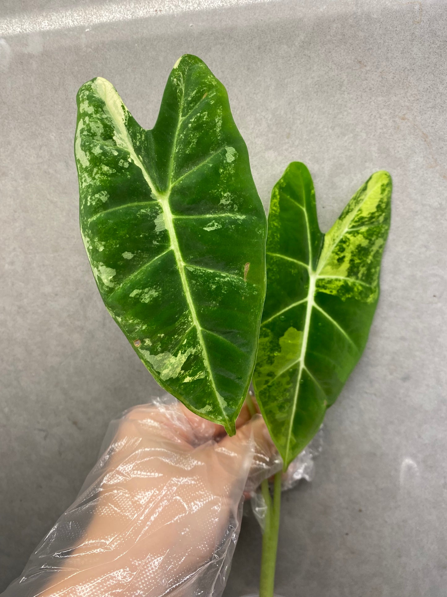 Alocasia 'Frydek' Albo Variegata
