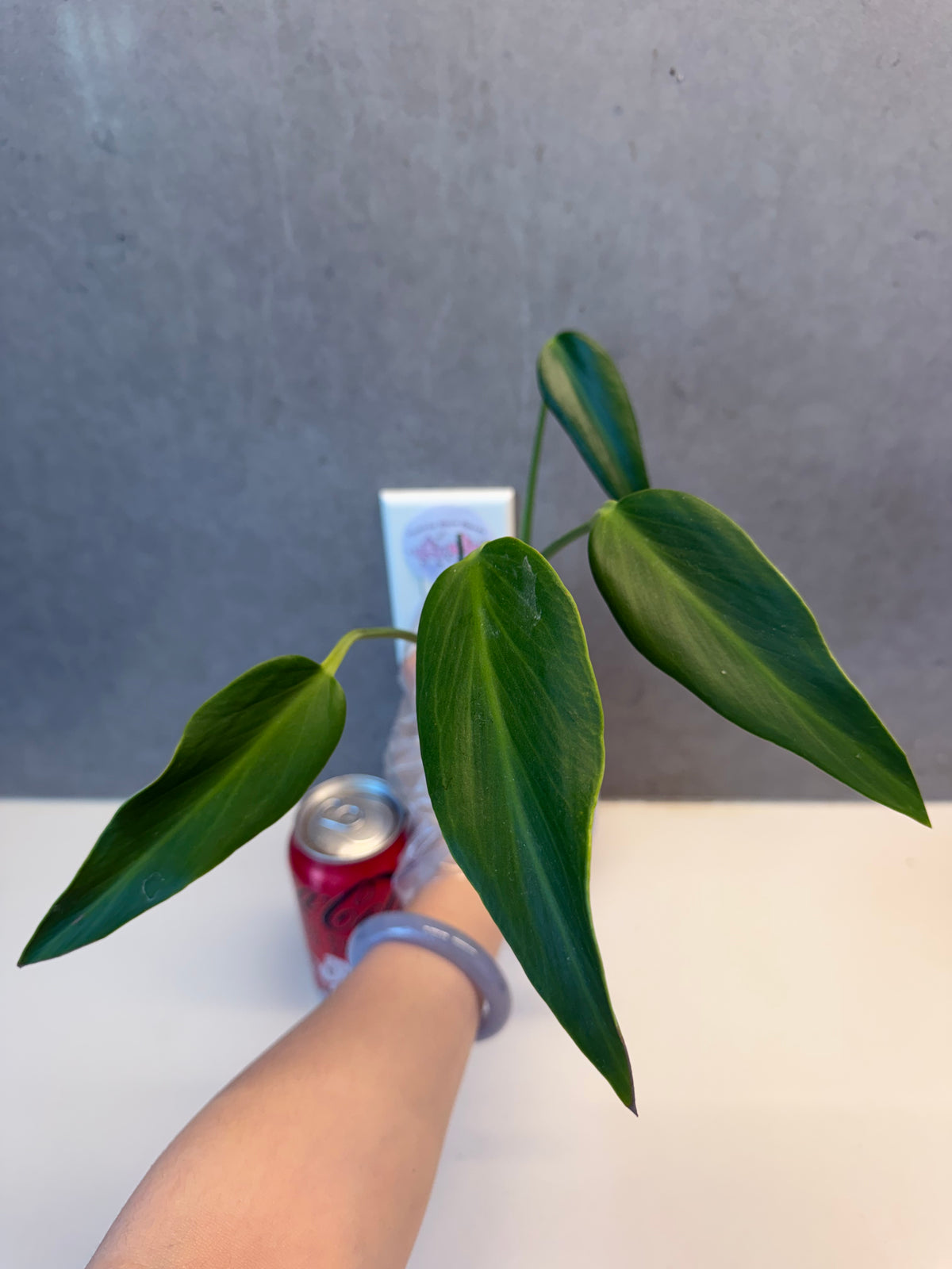 🌿 Monstera 'Burle Marx Flame'
