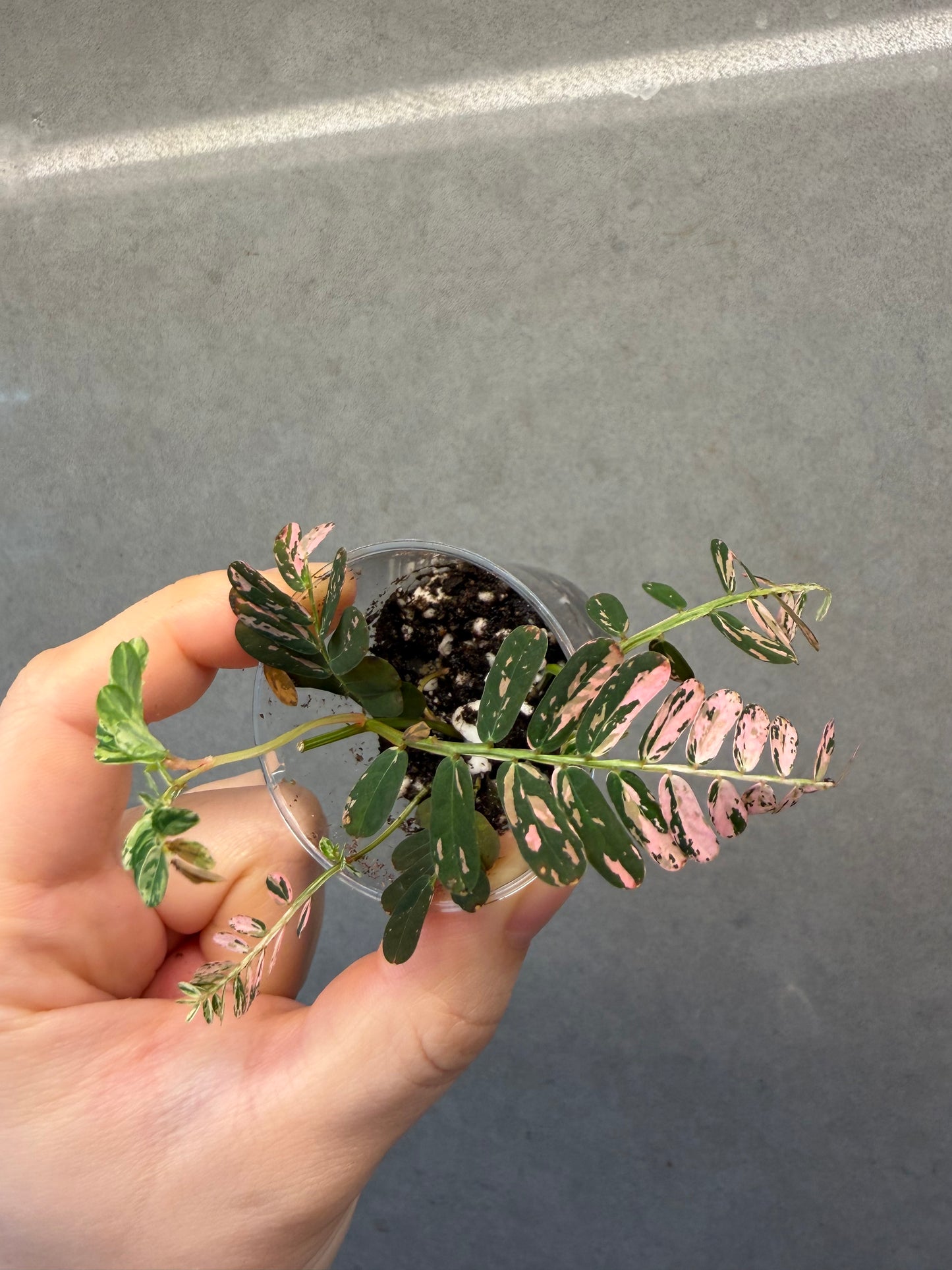 🌸Phyllanthus Urinaria Pink Variegated