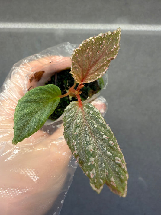 🌿Begonia lamriana ‘Silver’