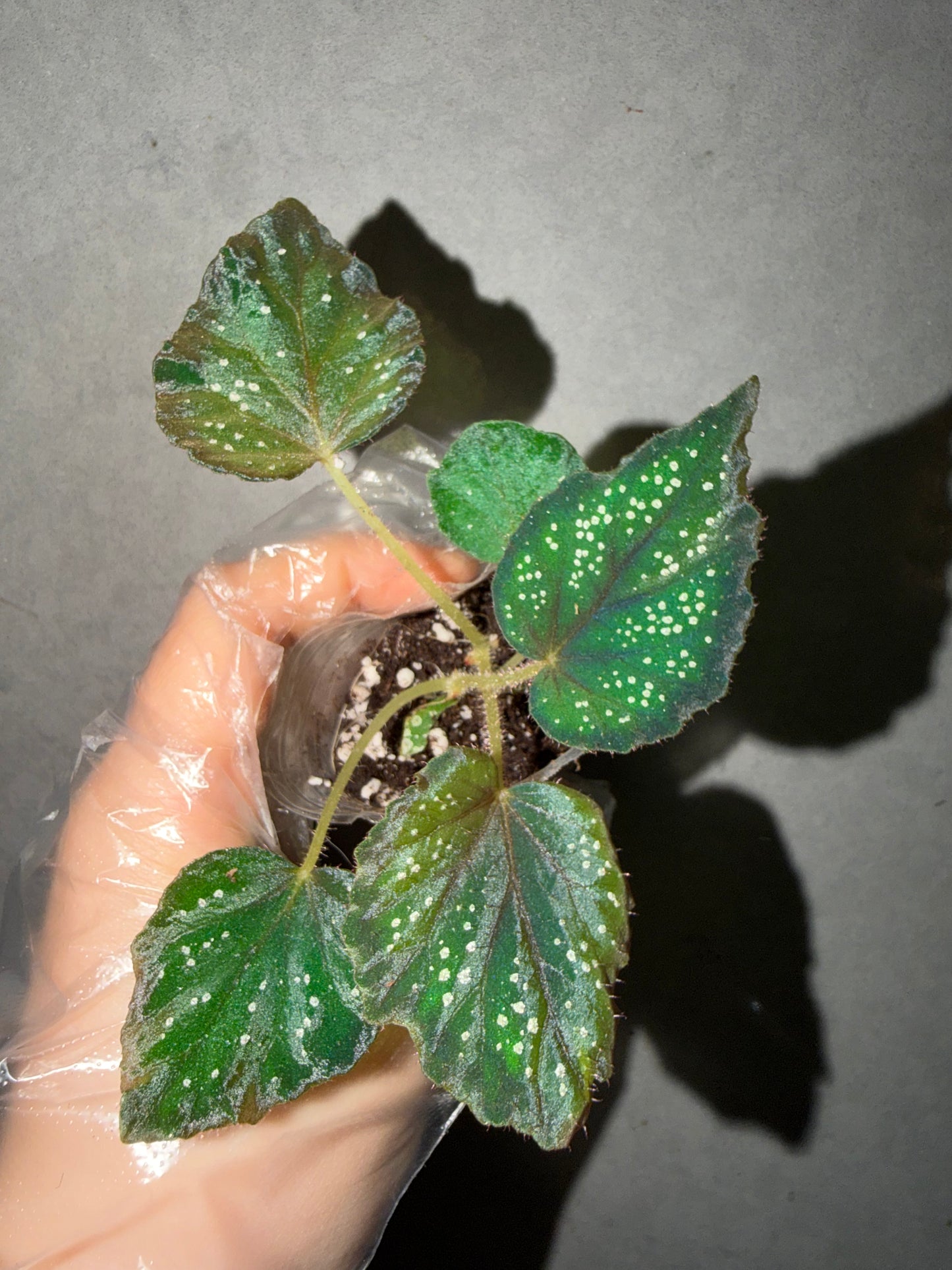 🌿Begonia ’Helen Lewis‘