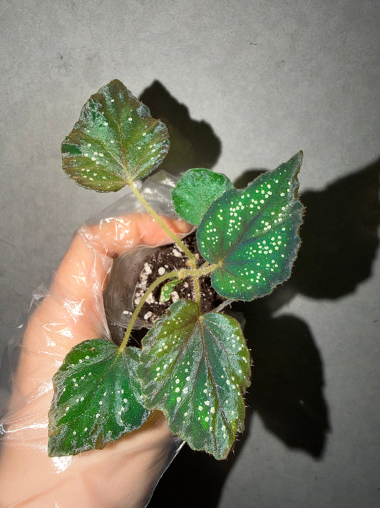 🌿Begonia ’Helen Lewis‘