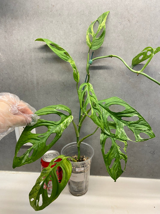 Monstera adansonii ‘Mint Variegated’ very big（GTA ONLY）