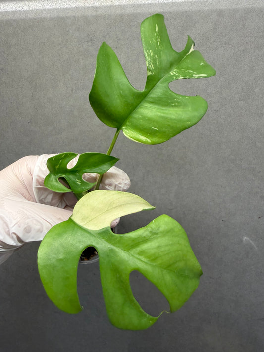 🌿 Rhaphidophora tetrasperma variegated